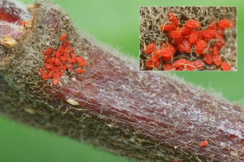 Cenopalpus pulcher